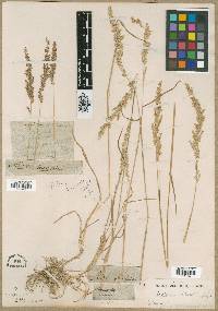 Media resource of Plocama rosea