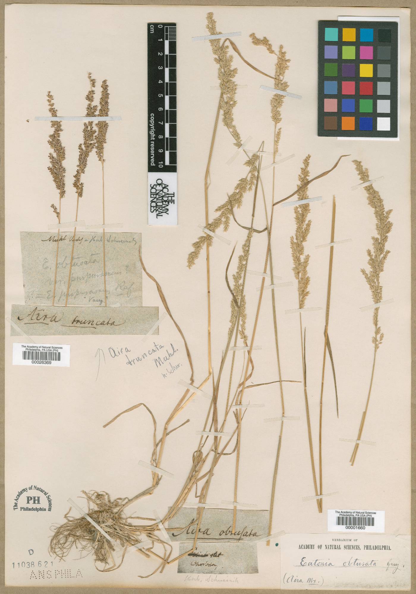 Plocama rosea image