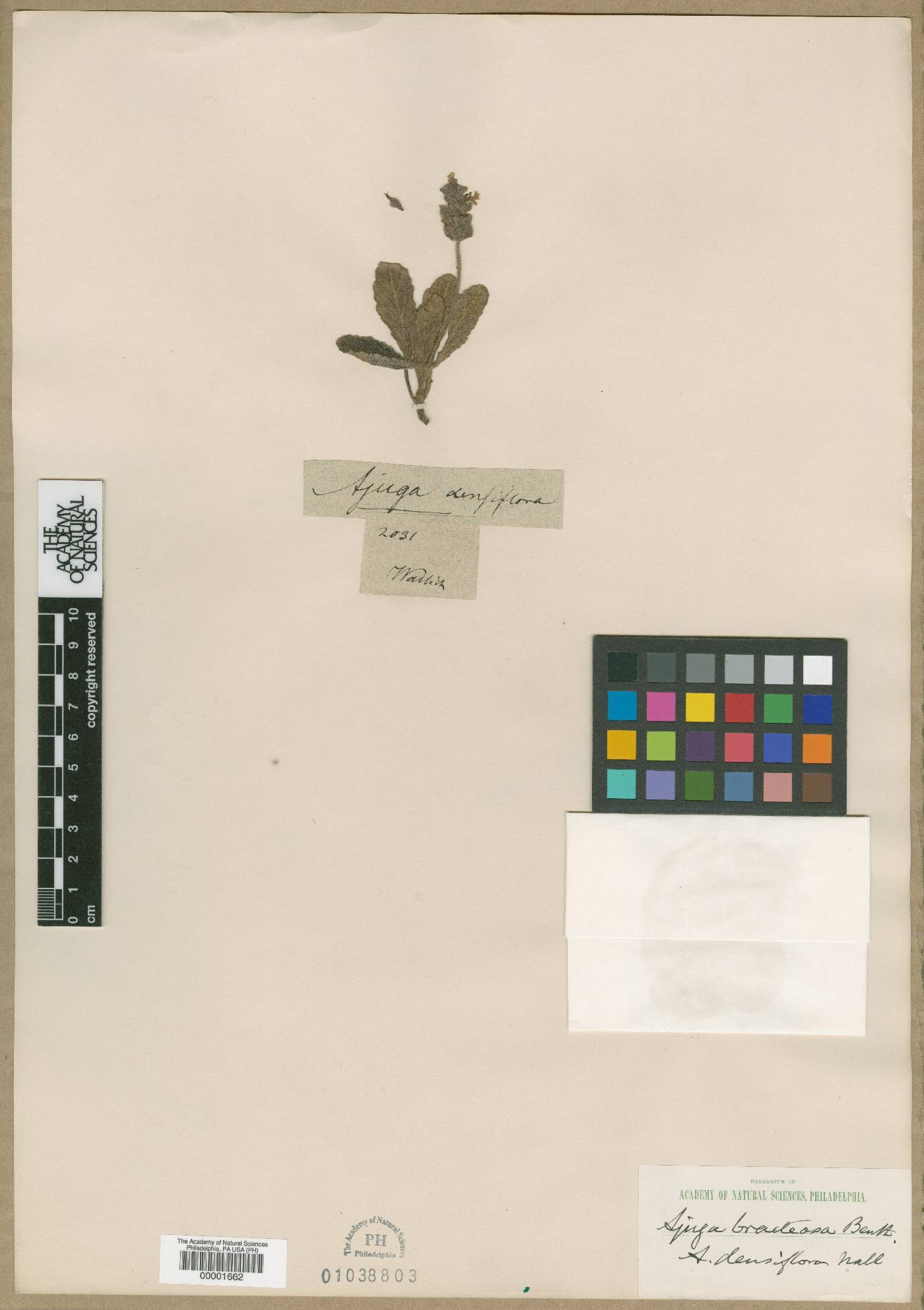 Ajuga densiflora image
