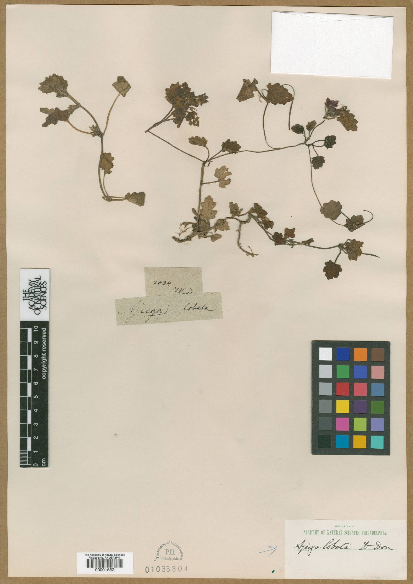 Ajuga lobata image
