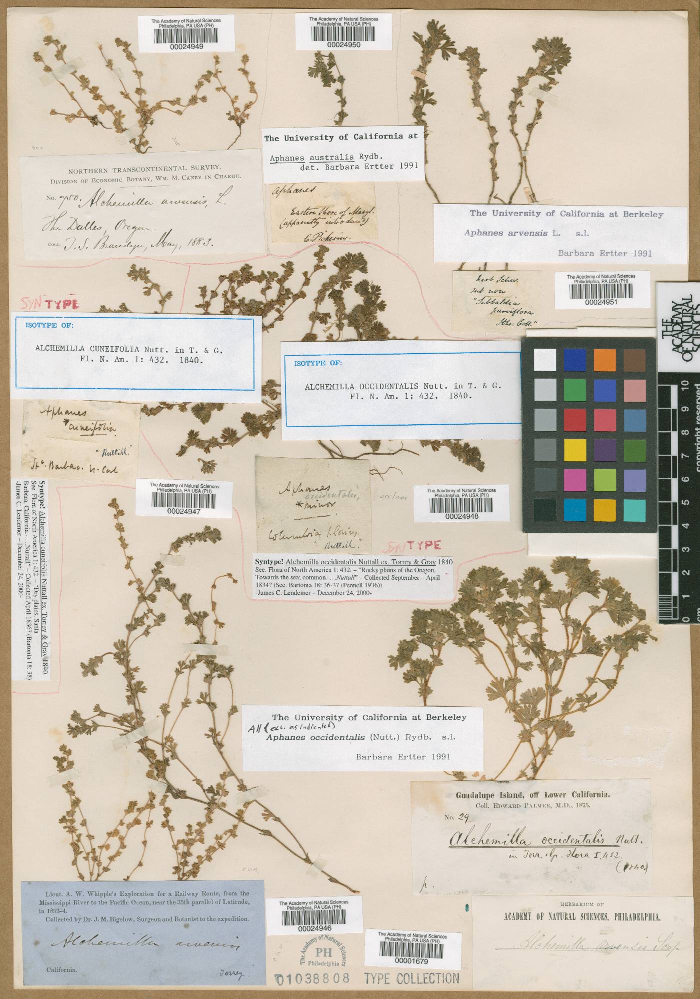 Aphanes cuneifolia image