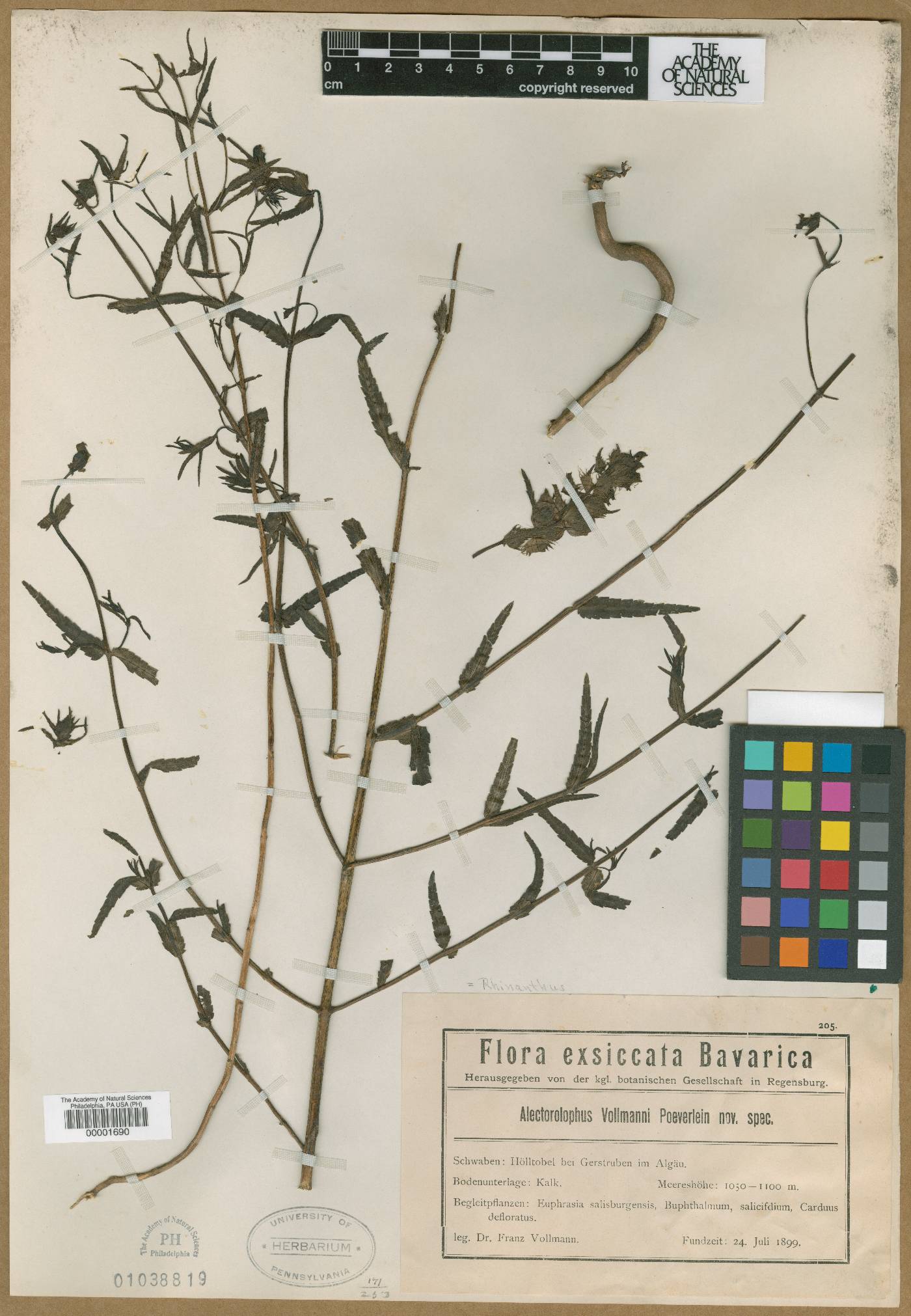 Rhinanthus glacialis subsp. aristatus image