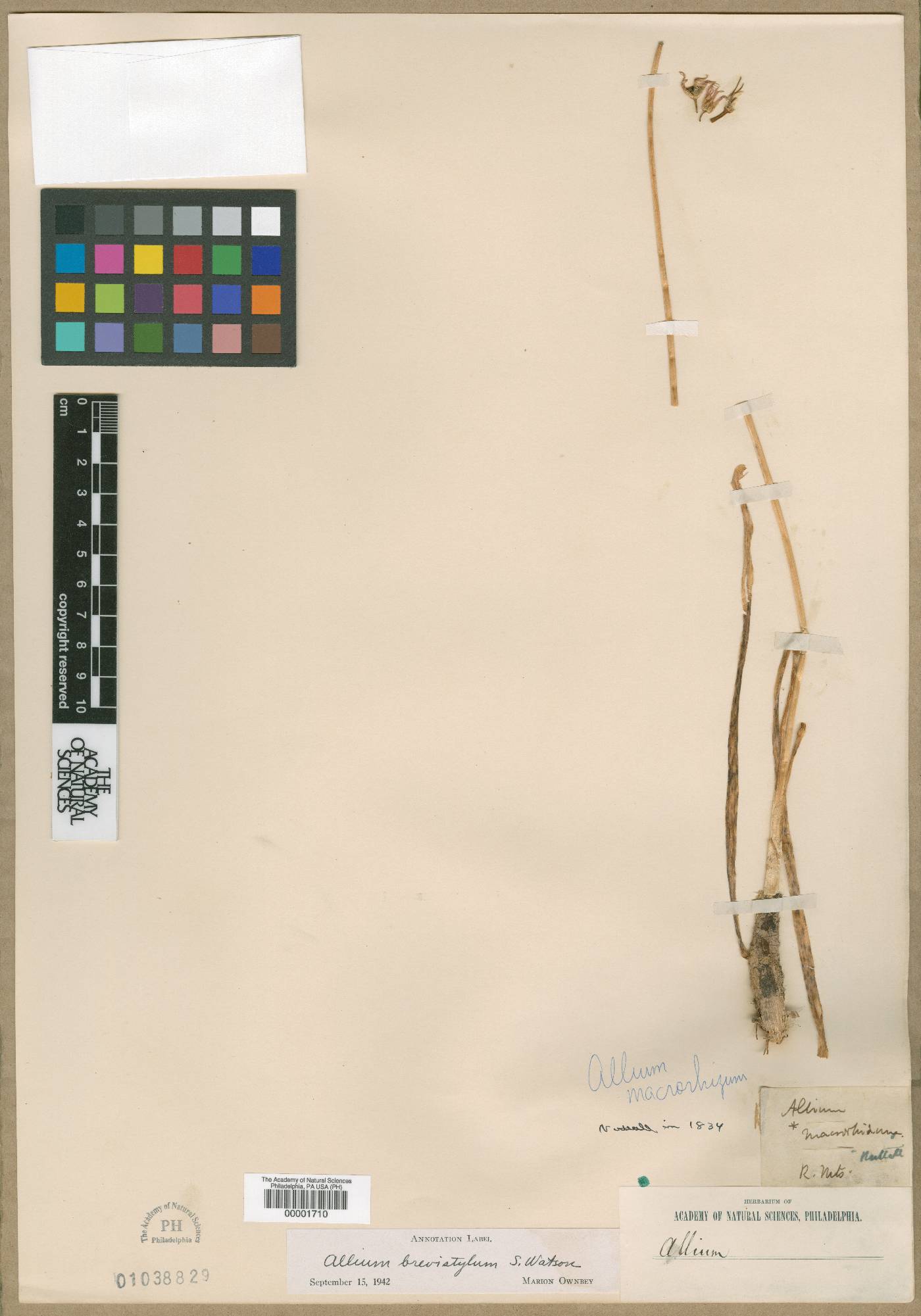 Allium hymenorhizum image
