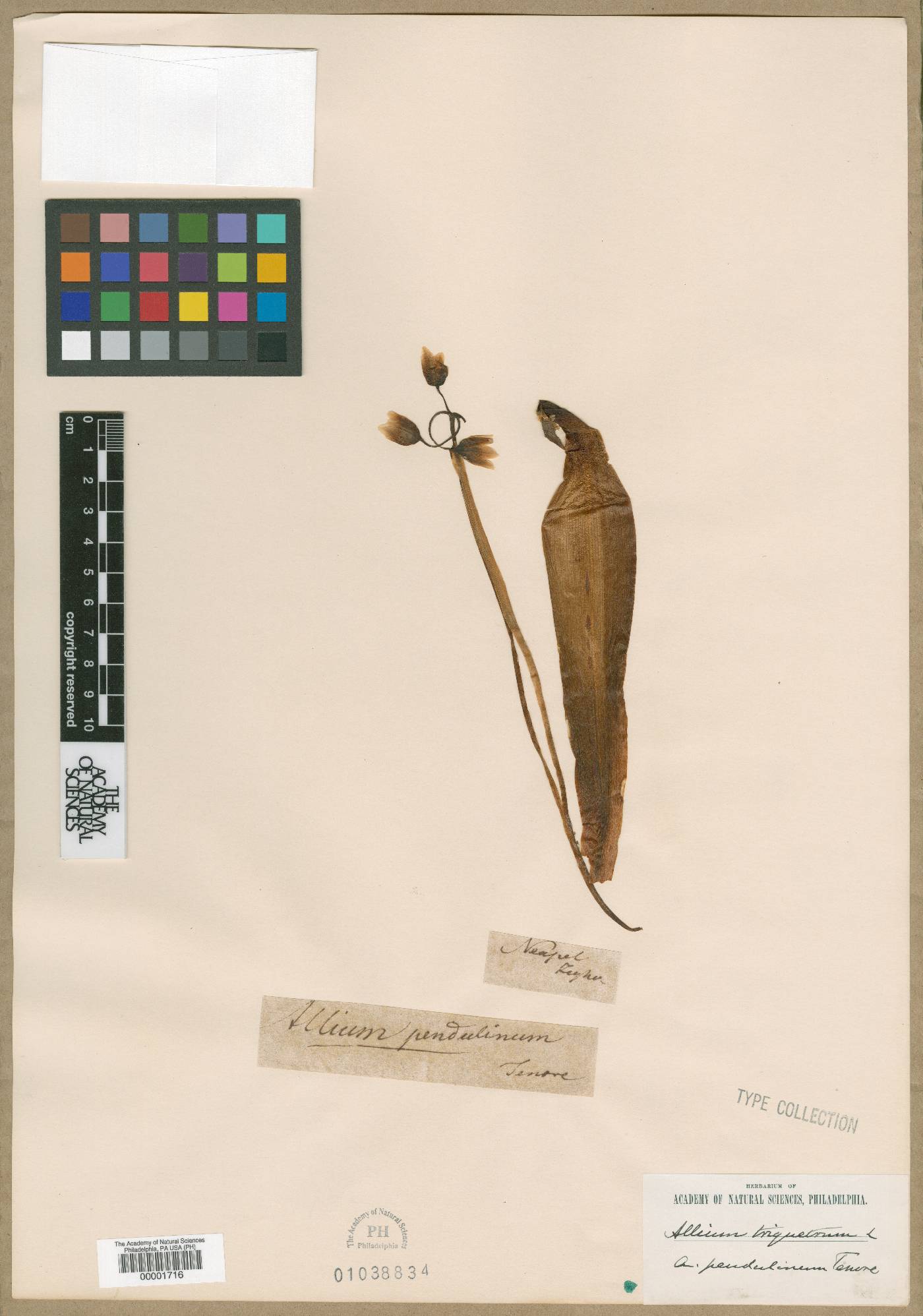 Allium pendulinum image