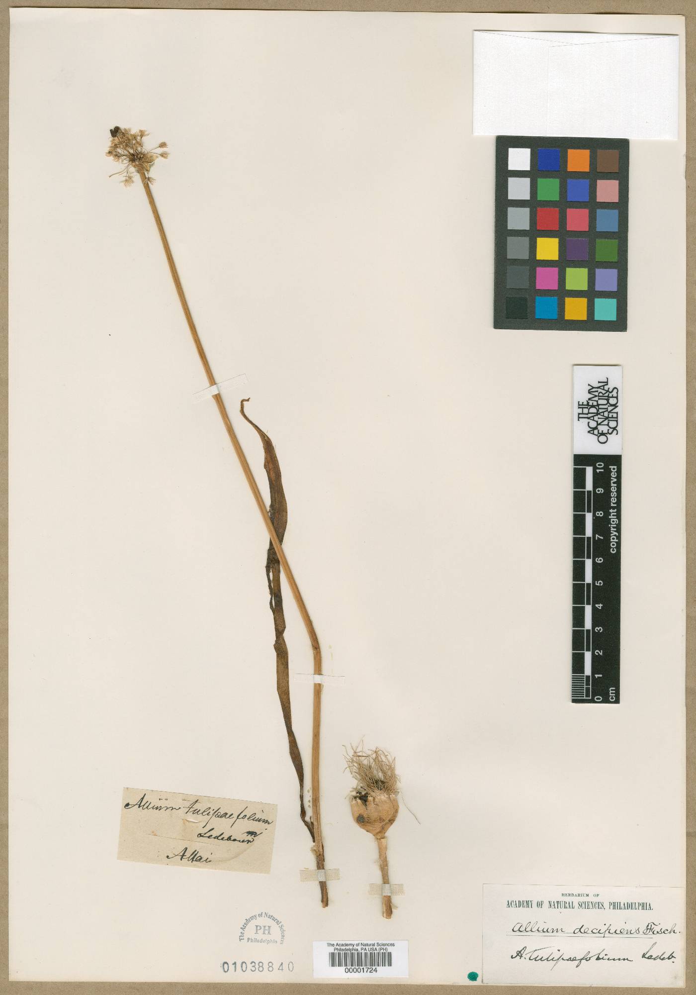 Allium tulipifolium image