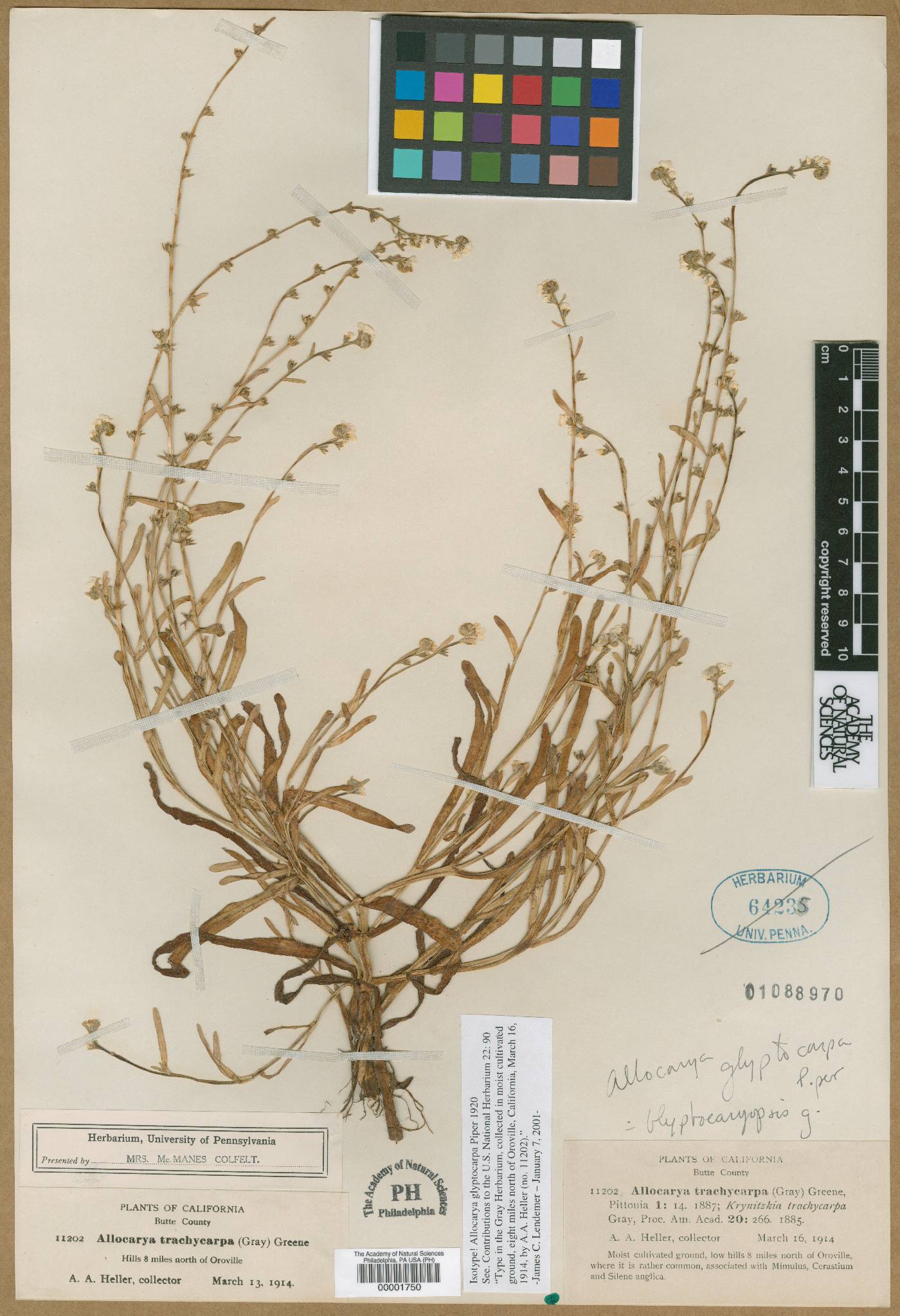 Allocarya glyptocarpa image