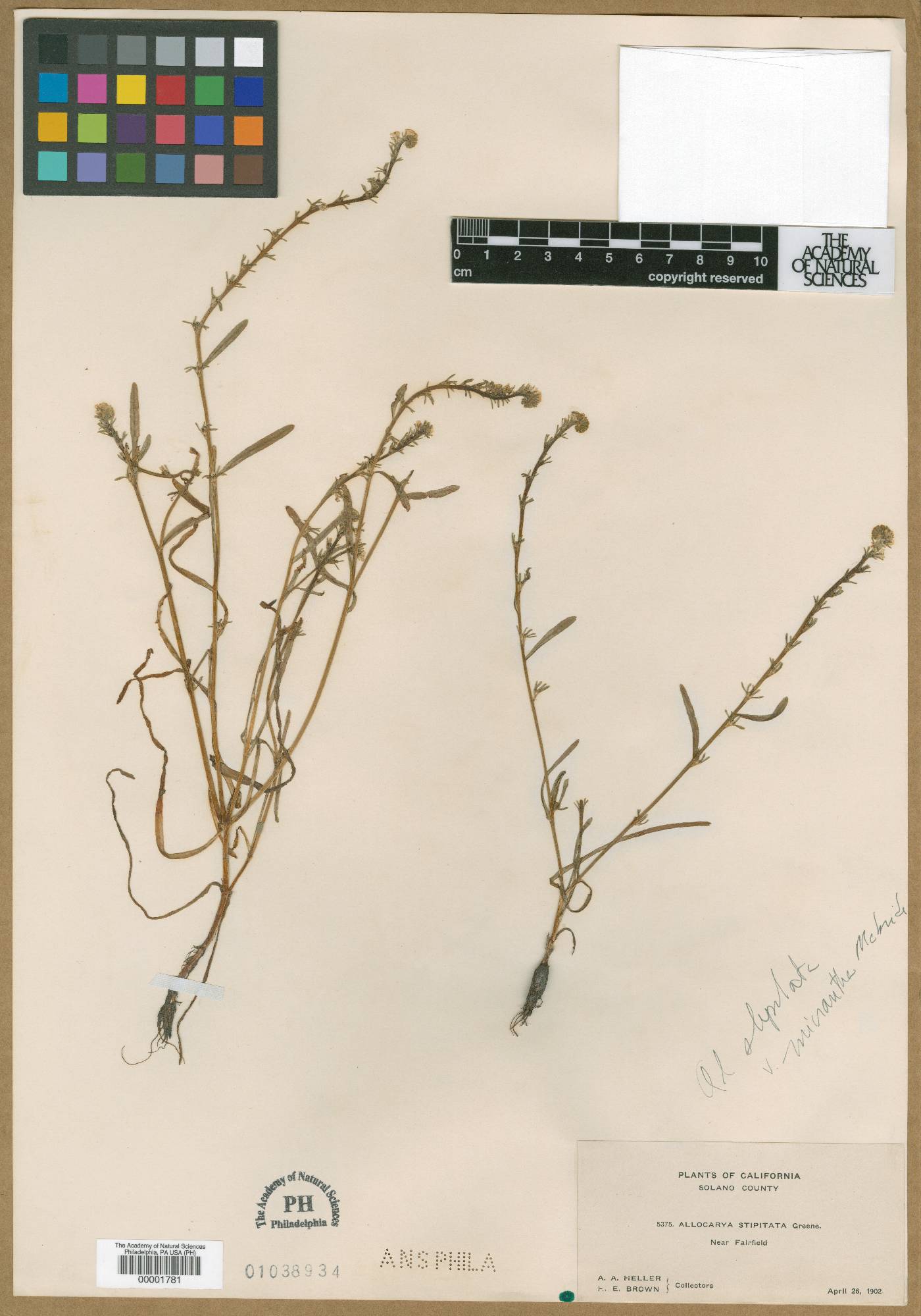 Allocarya stipitata image
