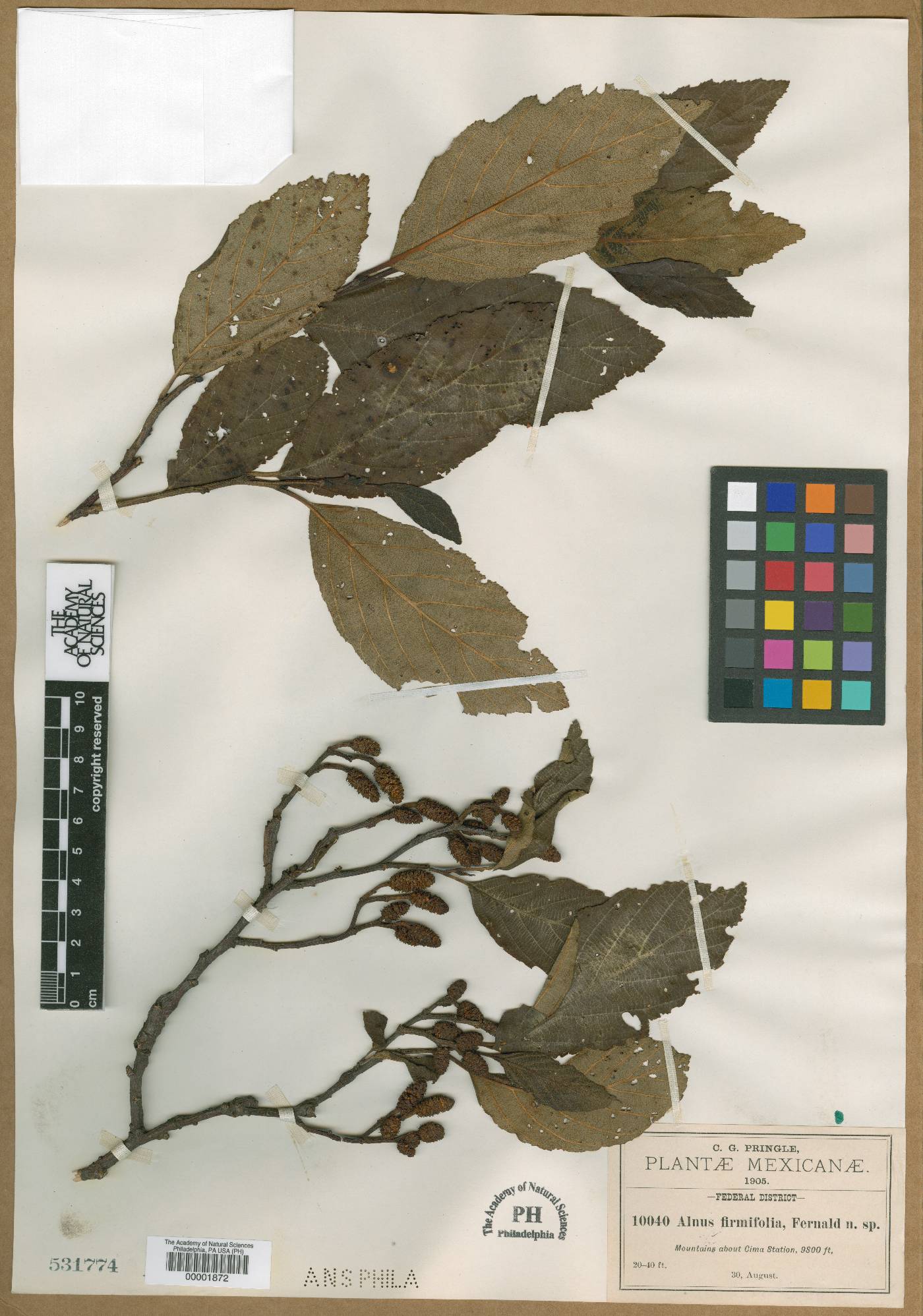 Alnus firmifolia image