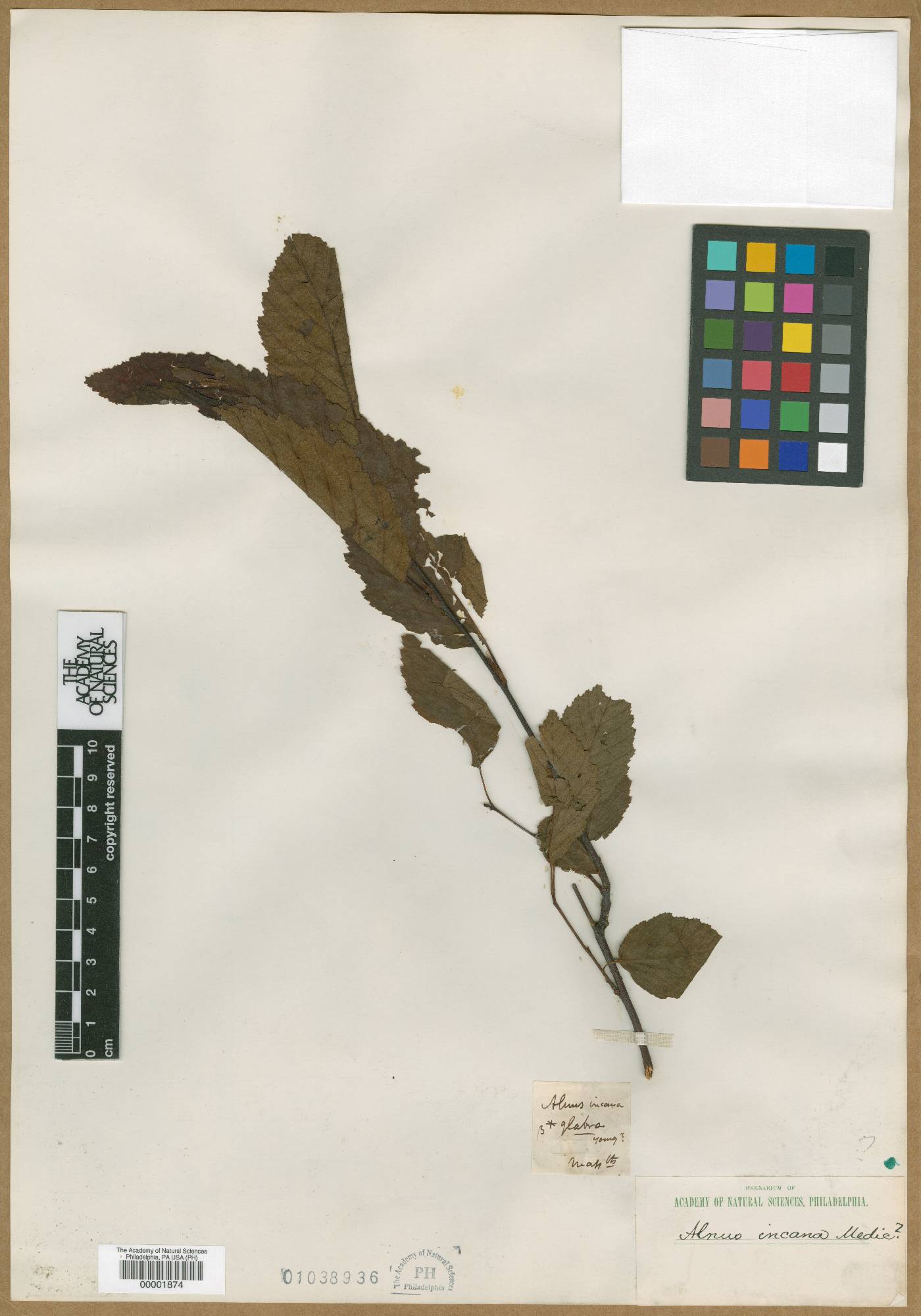 Alnus incana subsp. incana image