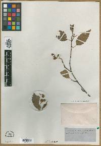 Alnus oblongifolia image