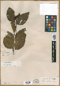 Alnus rubra image