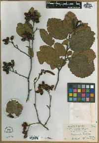 Alnus serrulata var. subelliptica image