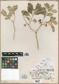 Alsinidendron obovatum var. parvifolium image