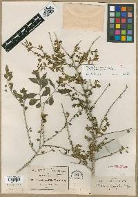 Alsodeia parvifolia image