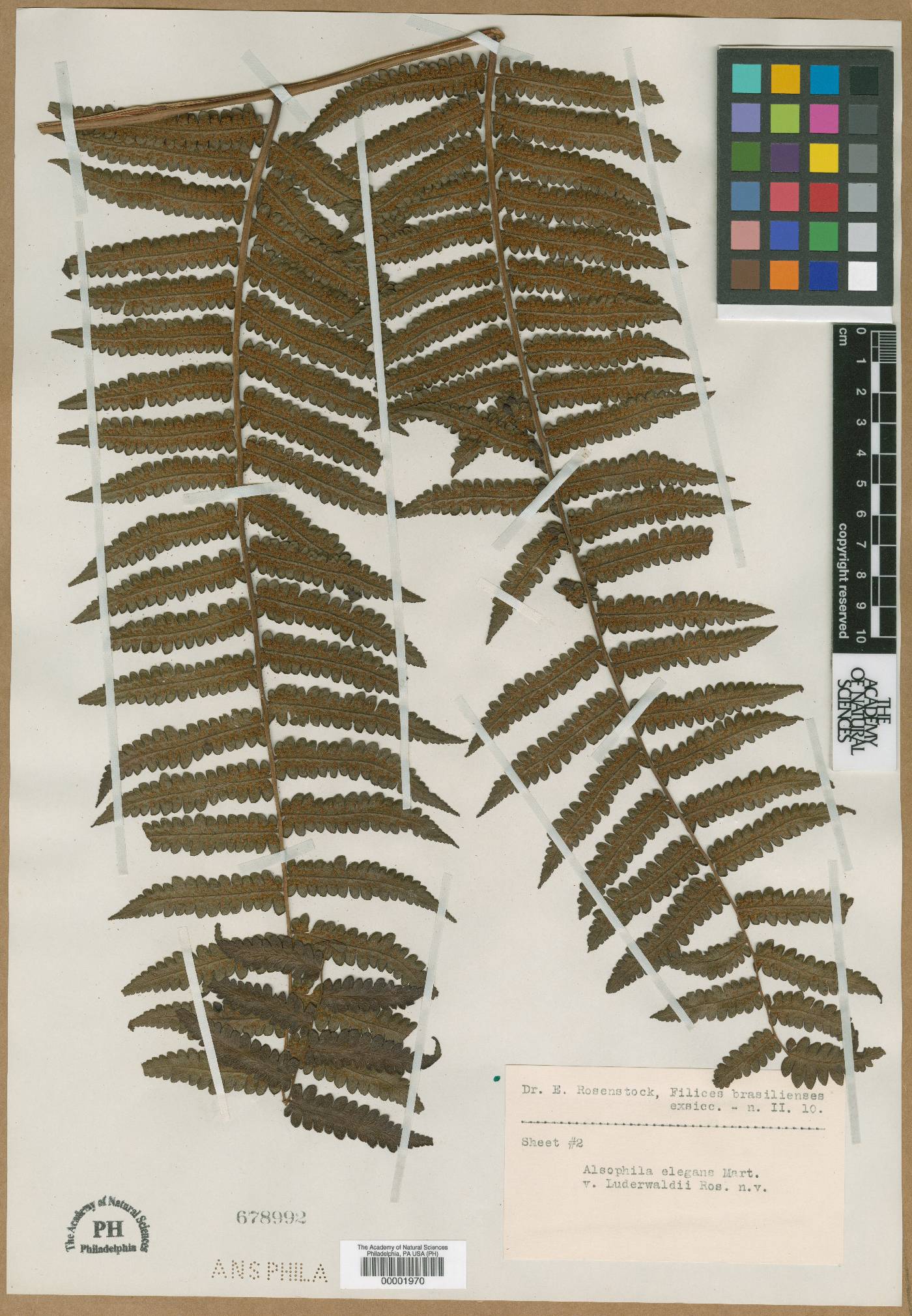 Cyathea corcovadensis image