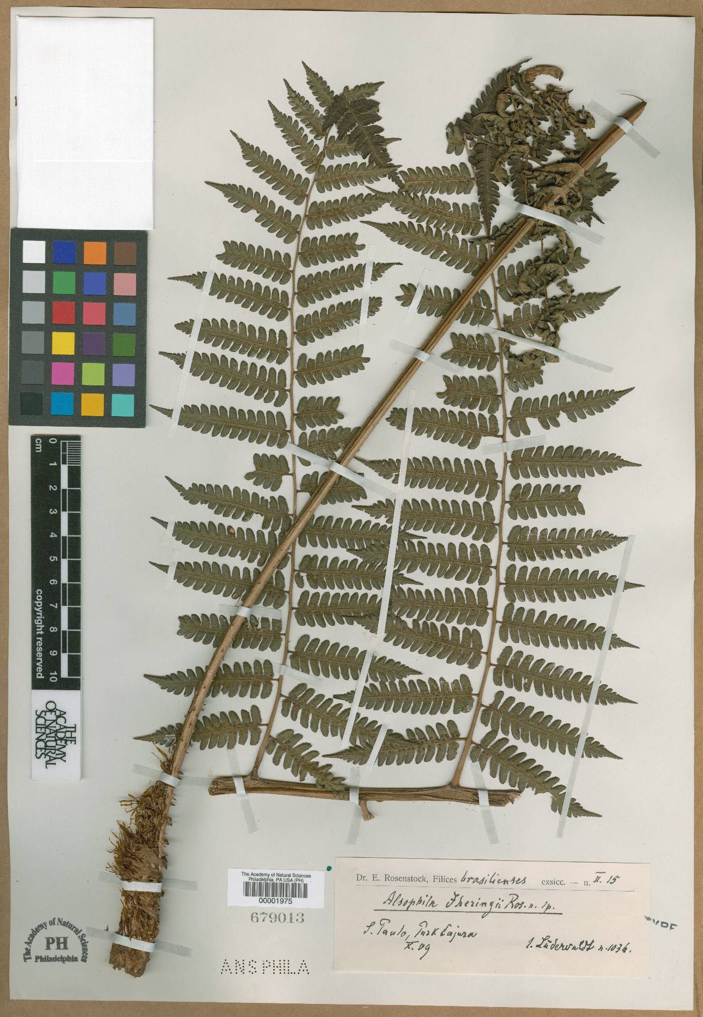 Cyathea phalerata image