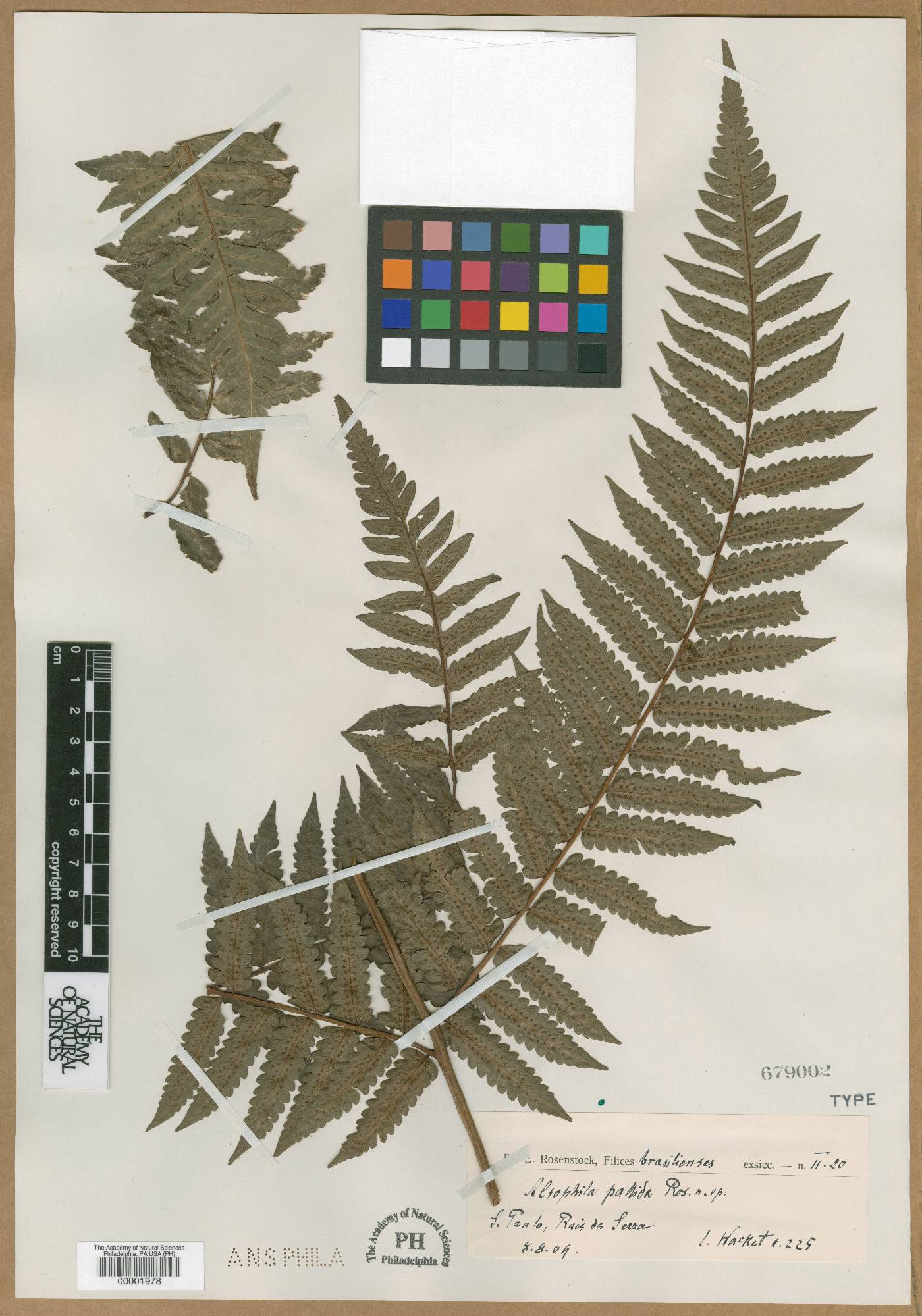 Cyathea dichromatolepis image