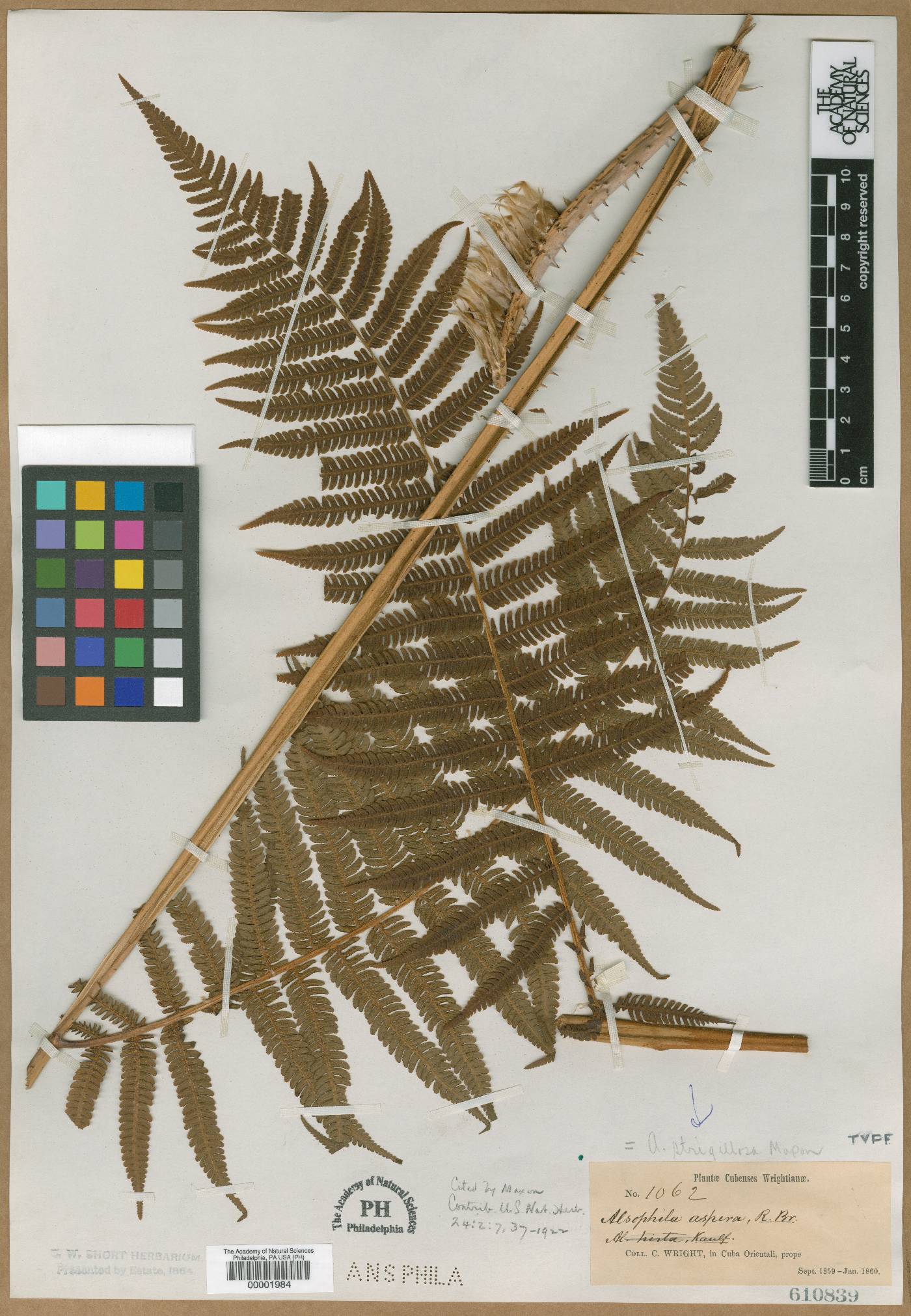 Cyathea strigillosa image