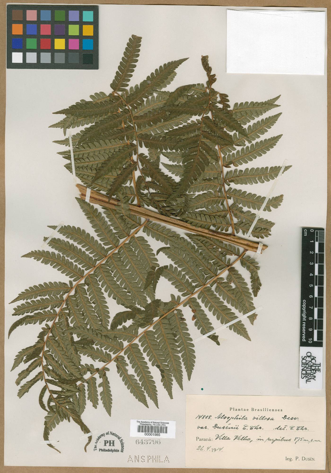 Cyathea villosa image