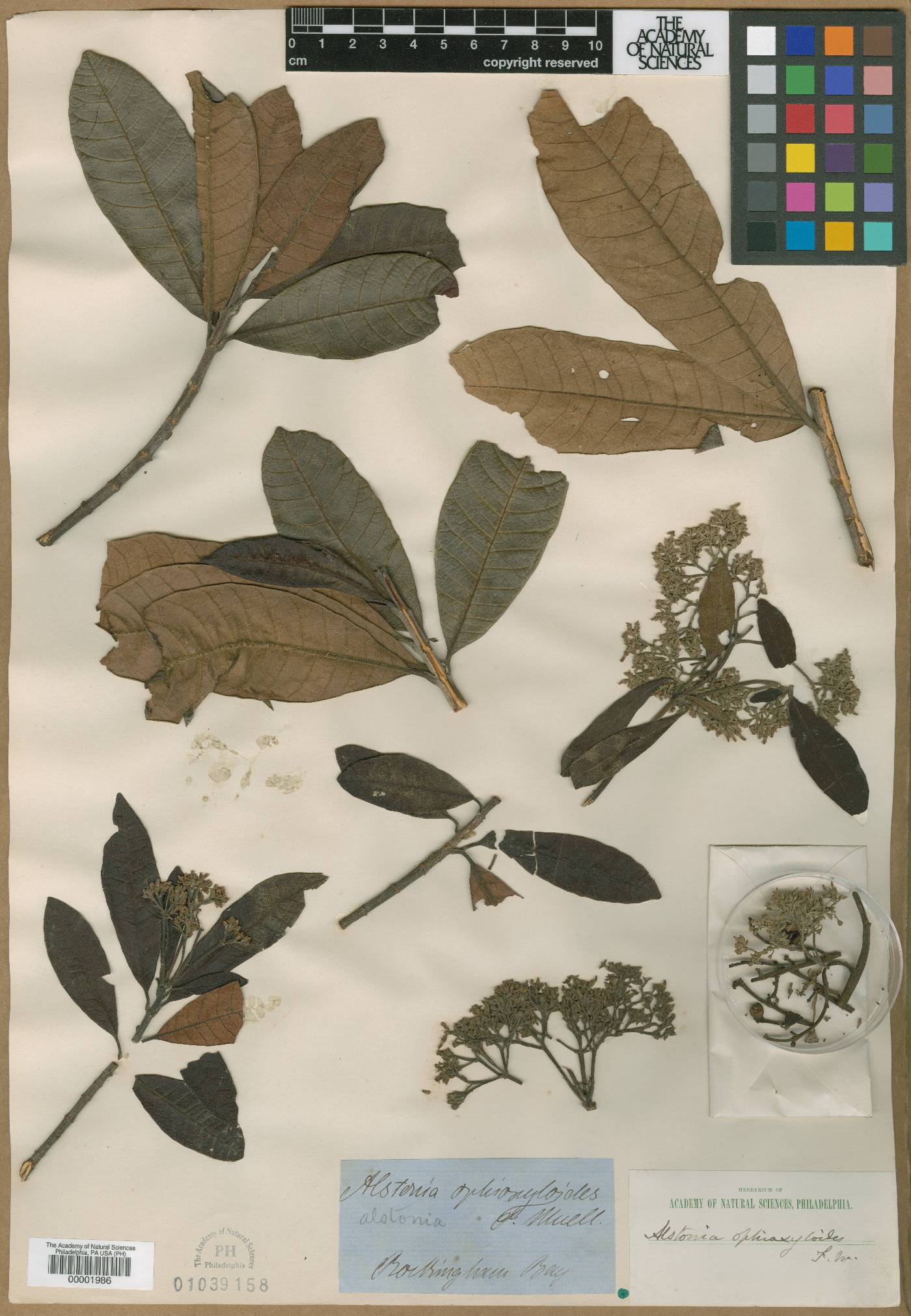 Alstonia spectabilis subsp. ophioxyloides image