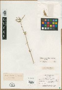 Image of Alternanthera angustifolia