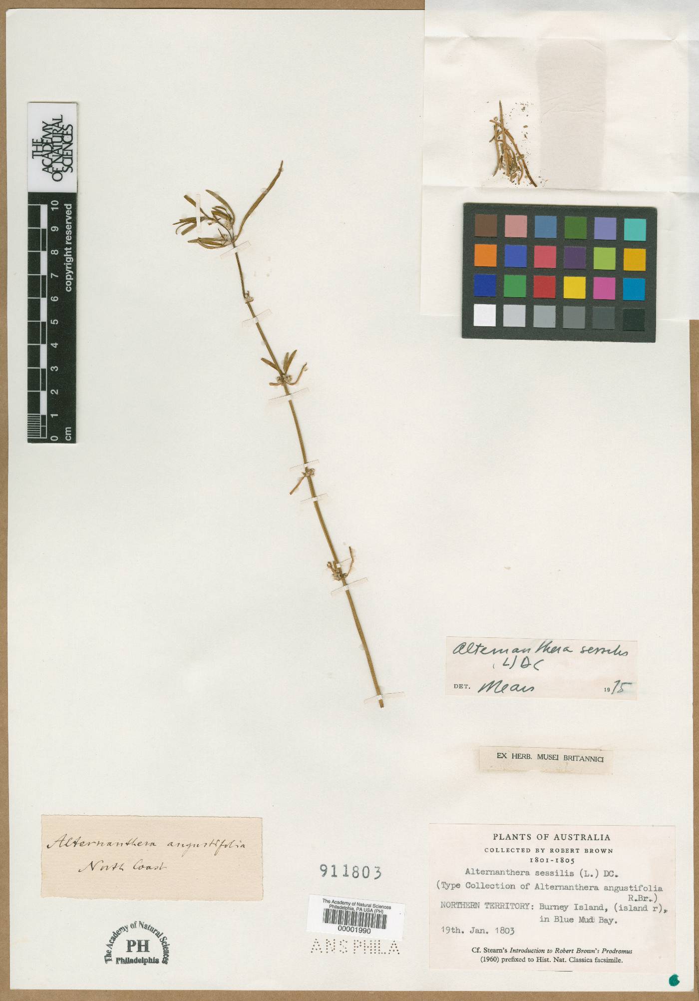 Alternanthera angustifolia image