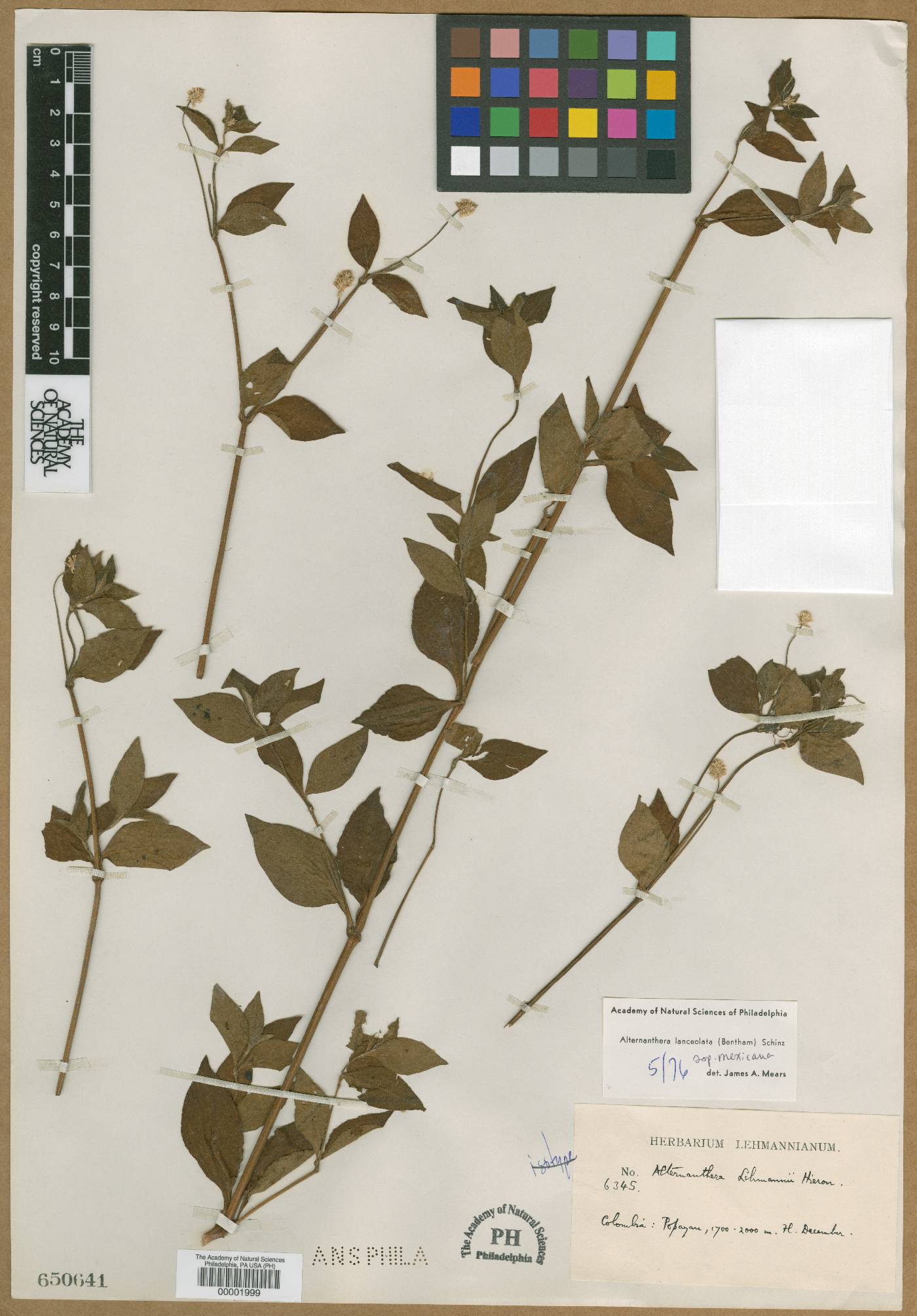 Alternanthera lanceolata image