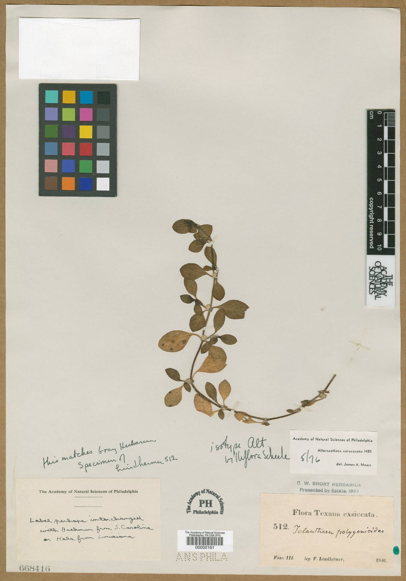 Alternanthera villiflora image
