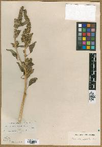 Amaranthus powellii image