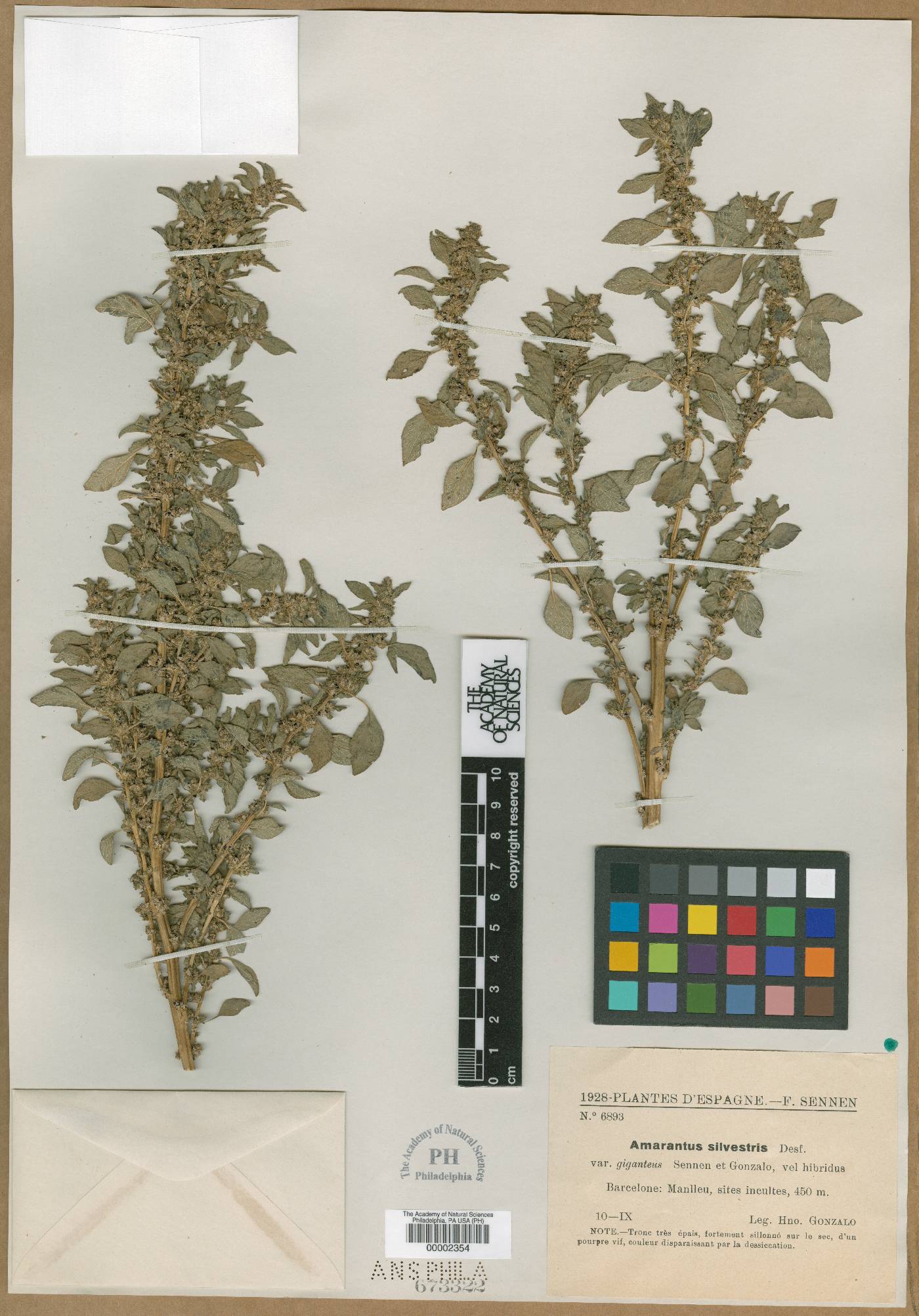 Amaranthus graecizans subsp. silvestris image