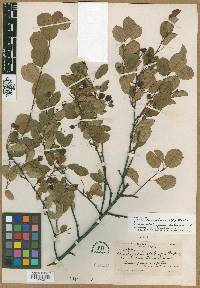 Amelanchier canadensis image