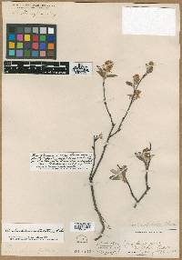 Amelanchier nantucketensis image