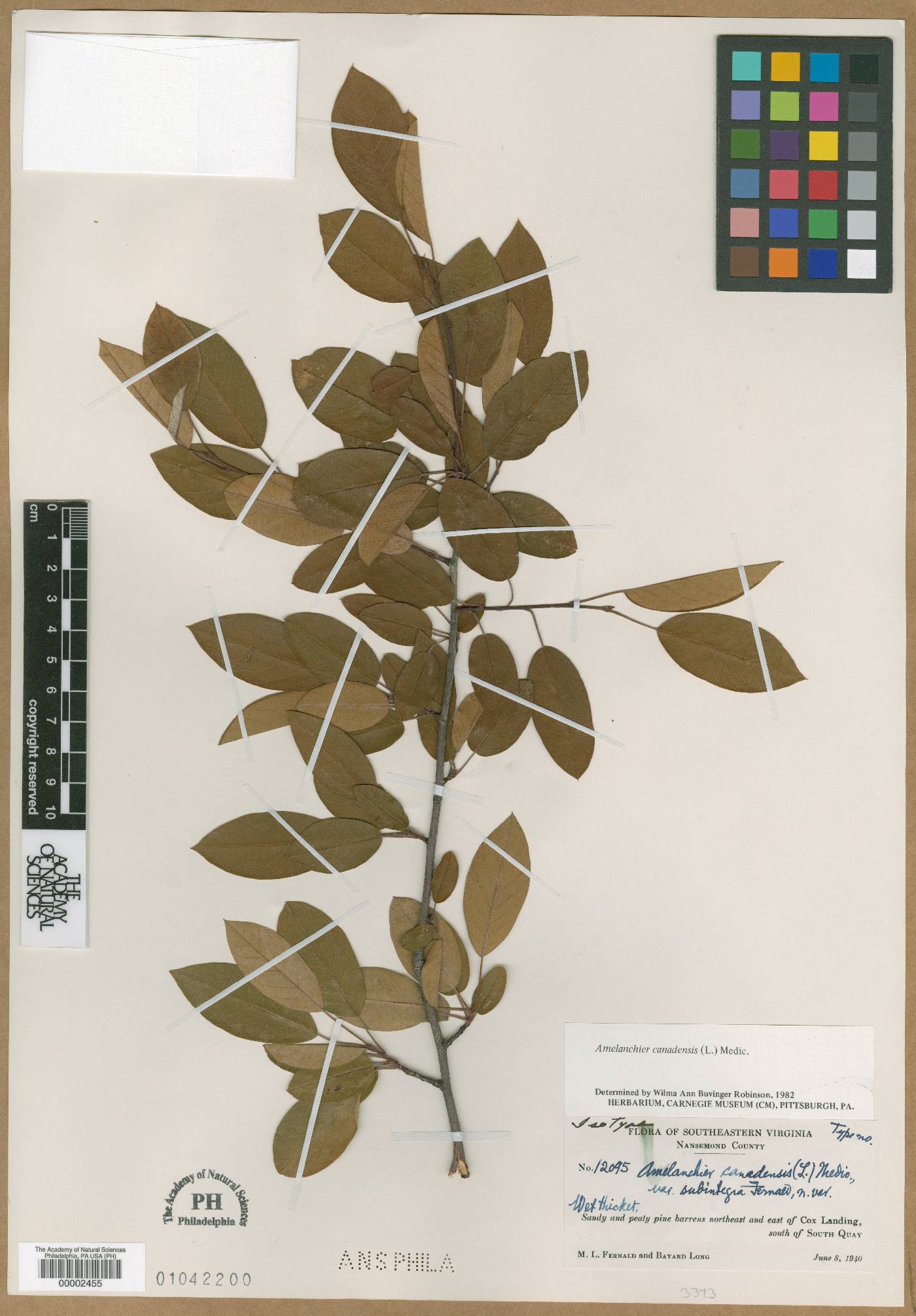 Amelanchier canadensis var. subintegra image
