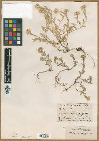 Image of Alyssum bulbotrichum