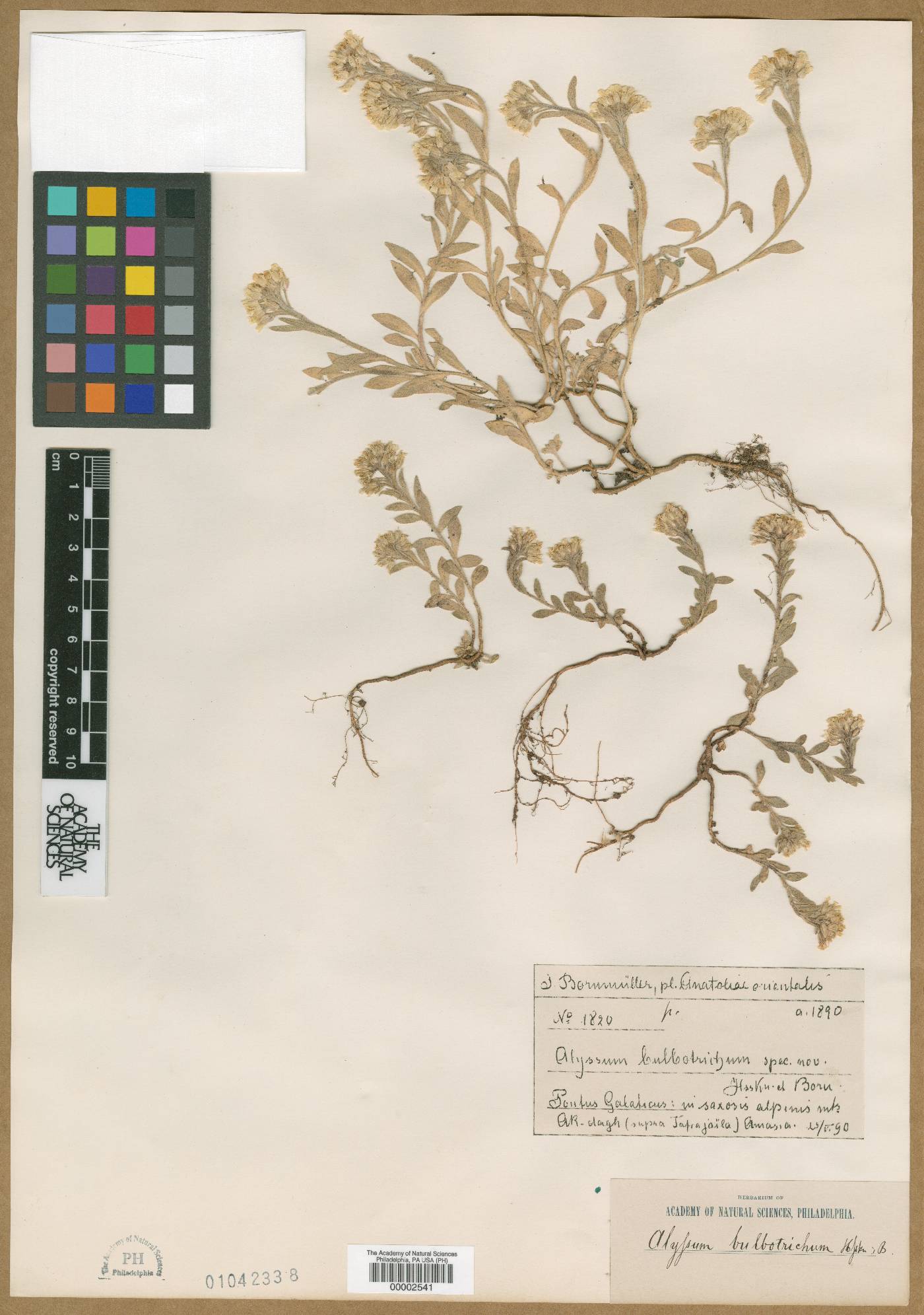 Alyssum bulbotrichum image