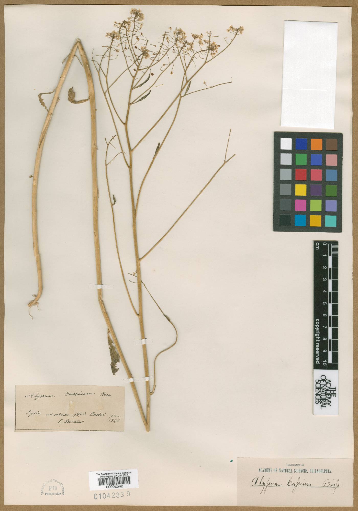 Odontarrhena cassia image