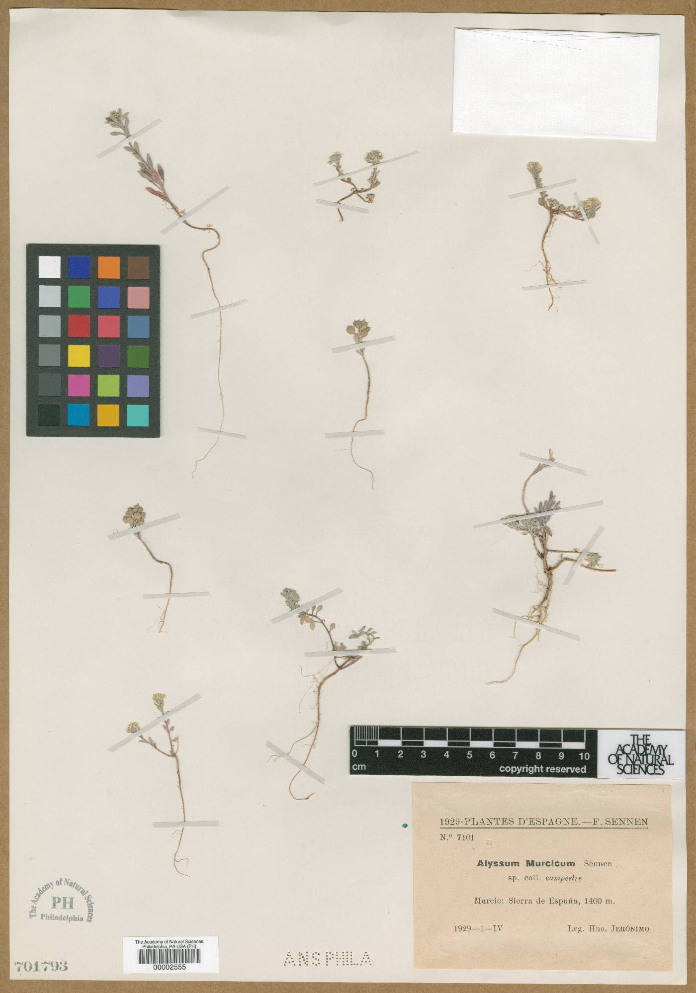 Odontarrhena serpyllifolia image