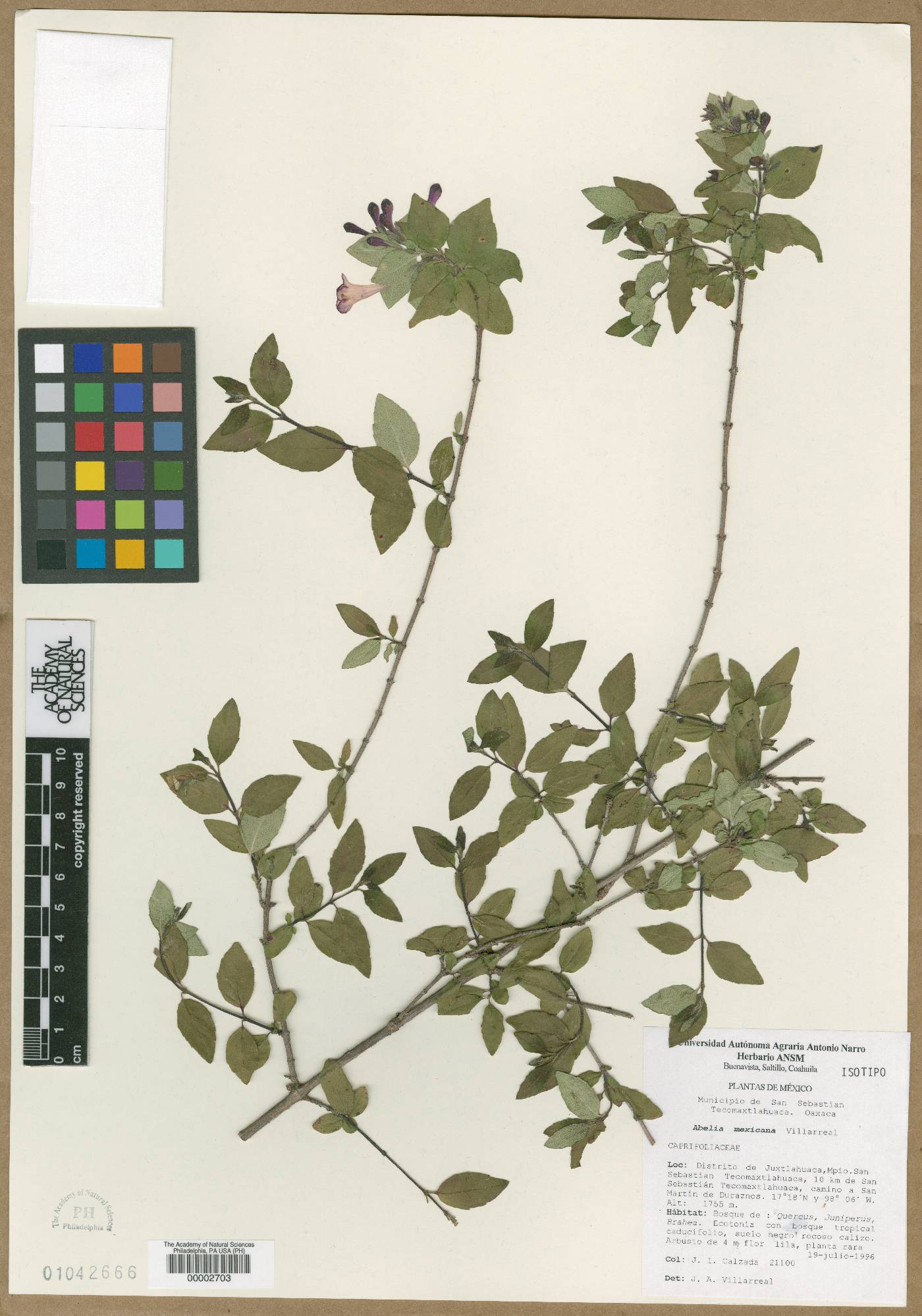 Abelia mexicana image