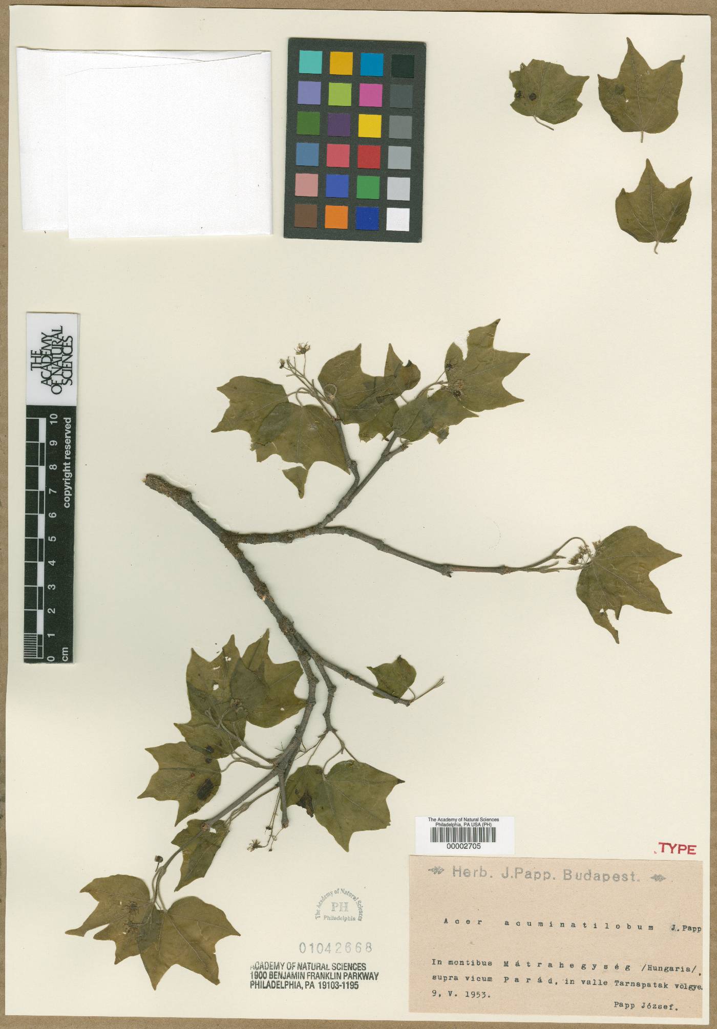 Acer campestre subsp. campestre image