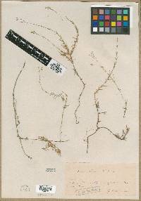 Media resource of Facchinia valentina