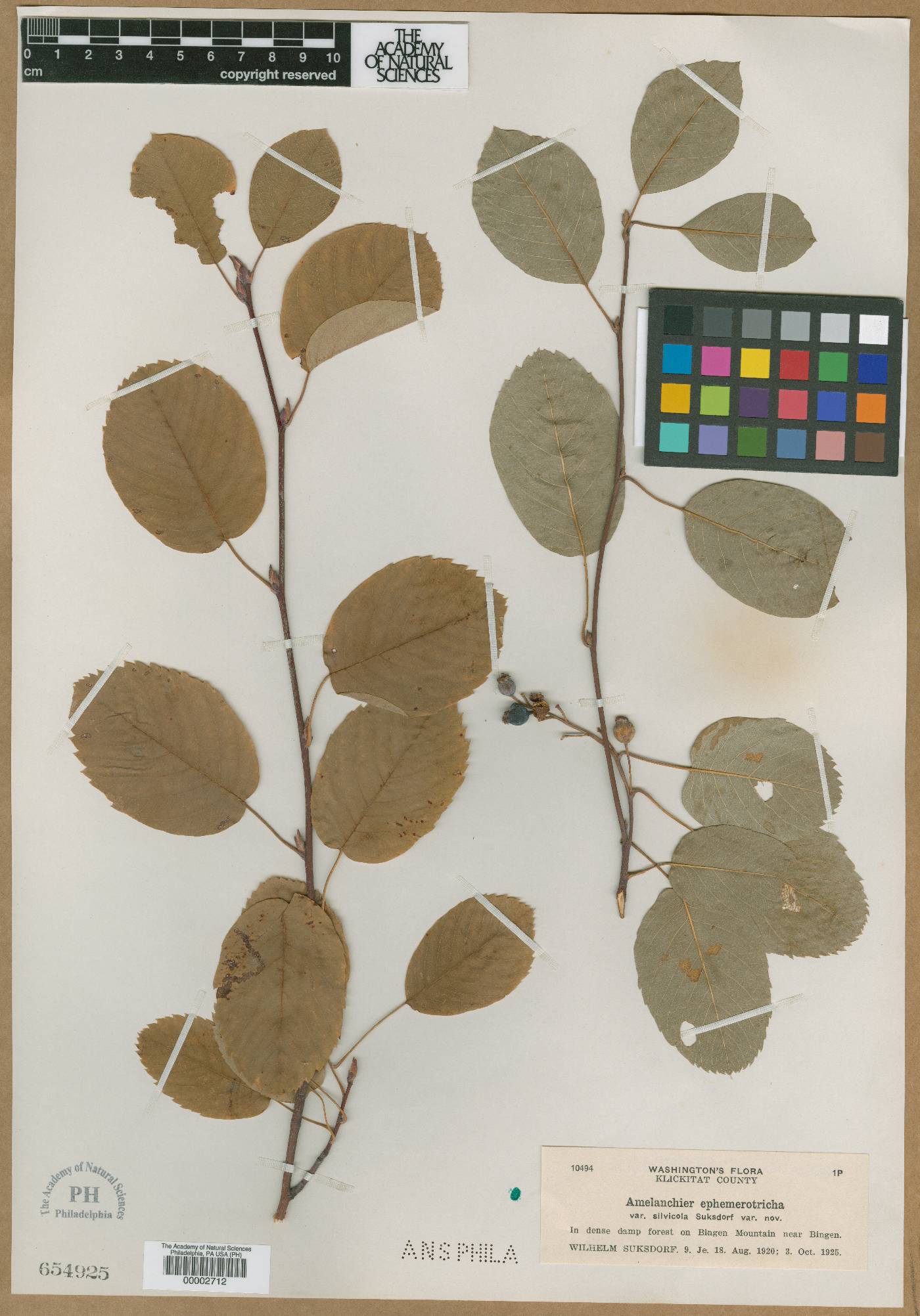 Amelanchier ephemerotricha var. silvicola image