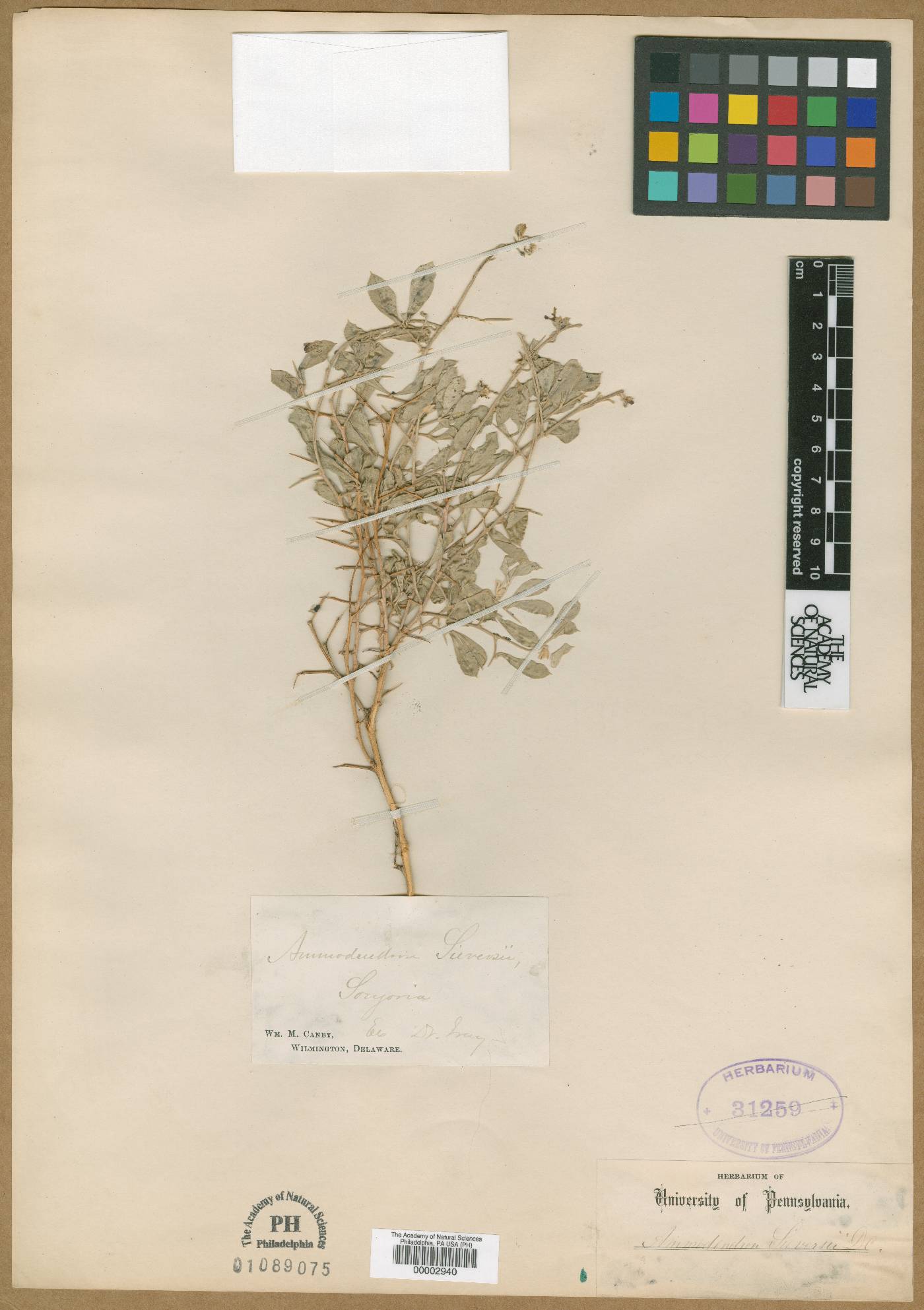 Ammodendron bifolium image