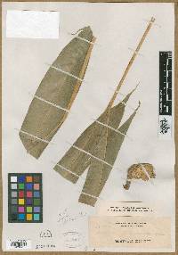 Media resource of Wurfbainia palawanensis