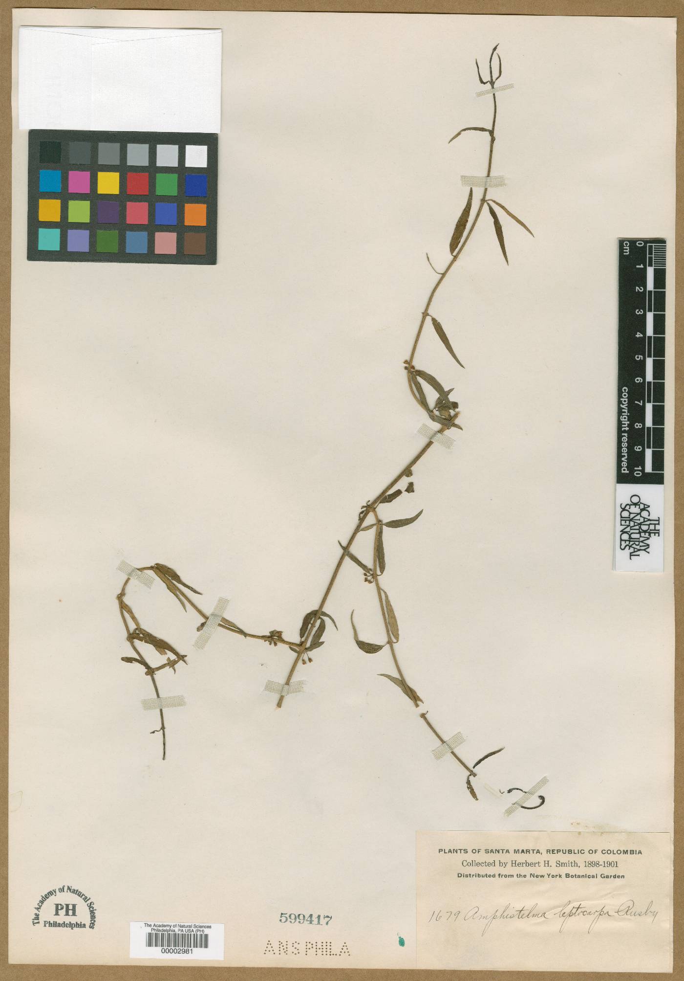 Orthosia selloana image