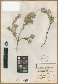Image of Amphithalea sericea