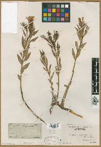 Amsonia ciliata var. texana image