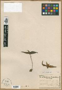 Media resource of Colchicum irroratum
