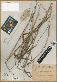 Andropogon hassleri image