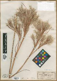 Andropogon glomeratus image