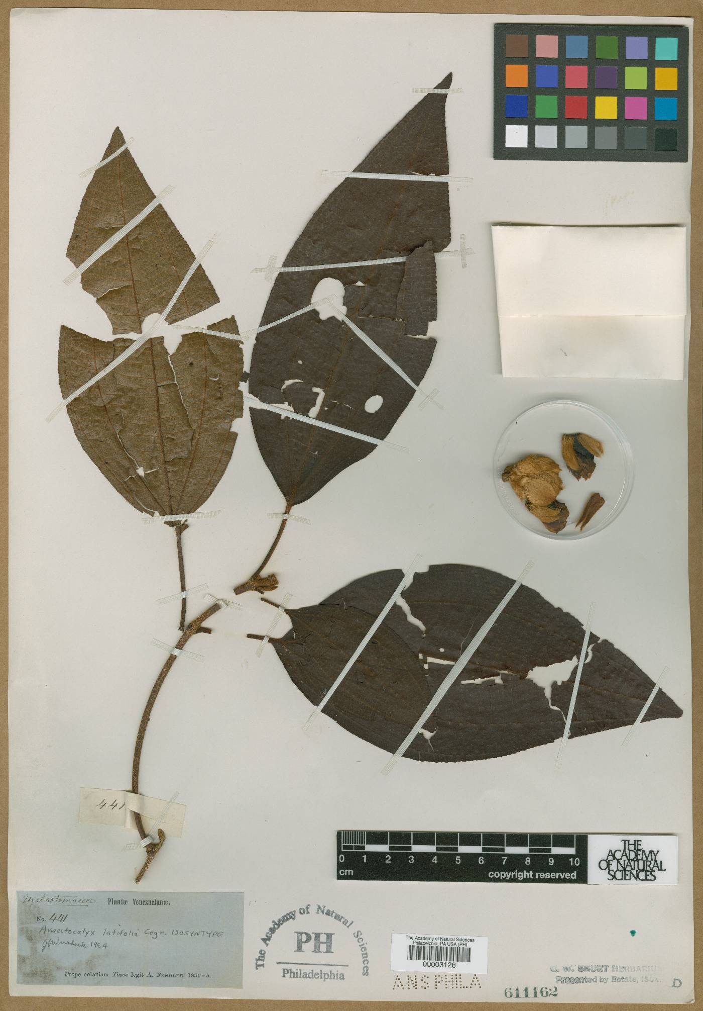 Miconia anaectocalyx image